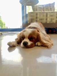 จิบกาแฟ พร้อมเล่นกับเจ้า 4 ขา ที่ Neighbor Dog