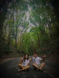 MAN MADE FOREST IN BOHOL