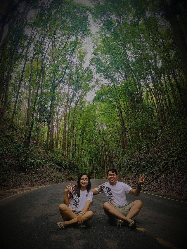 MAN MADE FOREST IN BOHOL