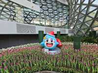 ทิวลิปบานที่ระยอง