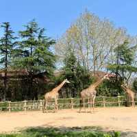 廣州動物園：在“動物的夢幻樂園”中發現童趣 🦁🌳
