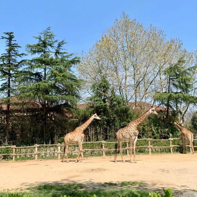 廣州動物園：在“動物的夢幻樂園”中發現童趣 🦁🌳