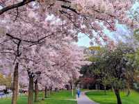 南半球的櫻花大道 紐西蘭-基督城 Hagley Park South