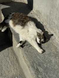 我在五漁村遇上的貓咪🐱～