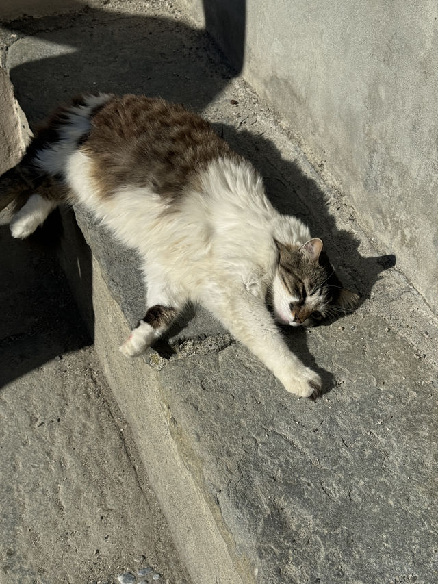 我在五漁村遇上的貓咪🐱～