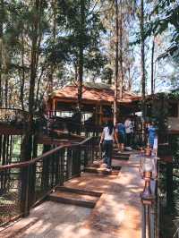 Cedar cafe ป่าสน เขาค้อ