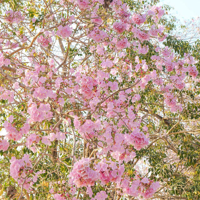 🌸ชมพูพันธุ์ทิพย์บานแล้วที่ #เกษตรกำแพงแสน