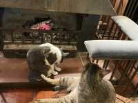 Bliss Homestay ~ แม่แตง เชียงใหม่