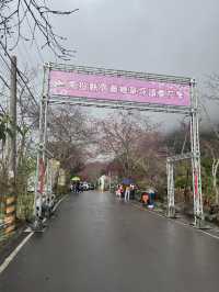南投。草坪頭櫻花季