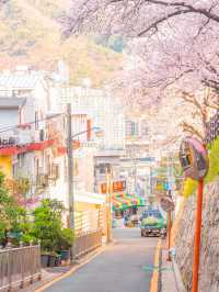 일본 감성 가득한 부산 벚꽃 명소 개금벚꽃길💖