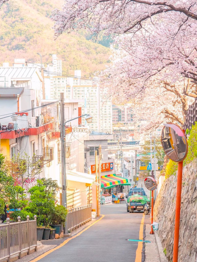 일본 감성 가득한 부산 벚꽃 명소 개금벚꽃길💖
