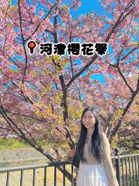 東京出發one day tour, 河津櫻花祭🌸
