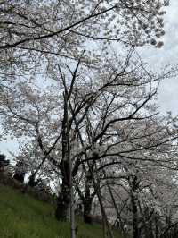 京都蹴上鐵道的櫻花奇蹟 🌸✨