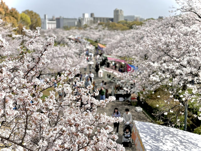 毛馬櫻之宮公園的櫻花之旅 身心愉快