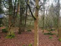 New Forest National Park