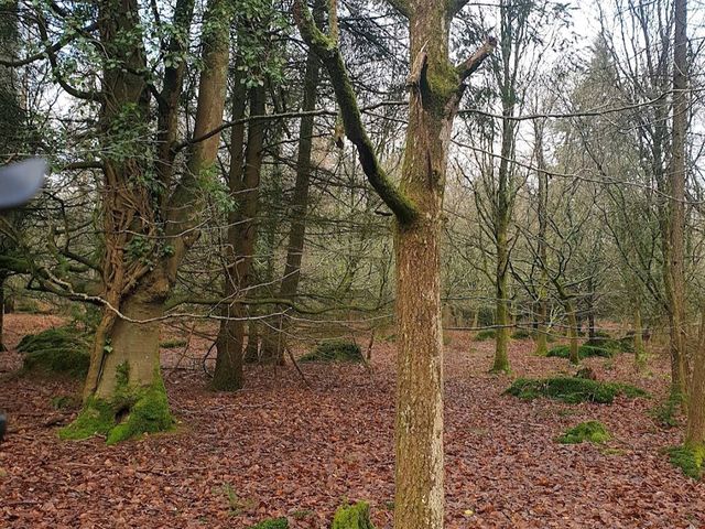 New Forest National Park