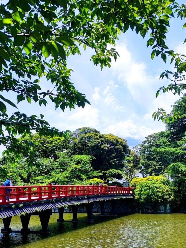 Odawara Castle: A Fairytale Scene in Bloom