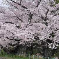 鶴舞公園🌸櫻花之味