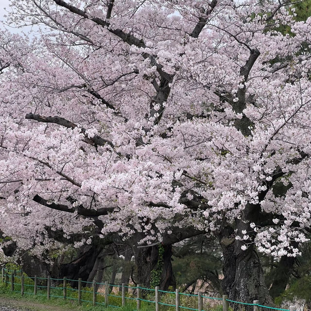 鶴舞公園🌸櫻花之味