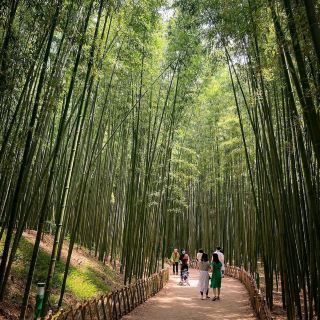 Taehwa River Seepri Bamboo Grove