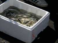 ソロ旅イスタンブール｜ガラタ橋で絶品さばサンド🐟