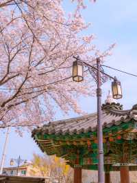 벚꽃필때 너랑 걷고 싶은 경주 돌담길
