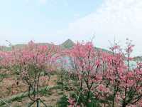 深圳鹽田綠道春日遊：梅沙尖