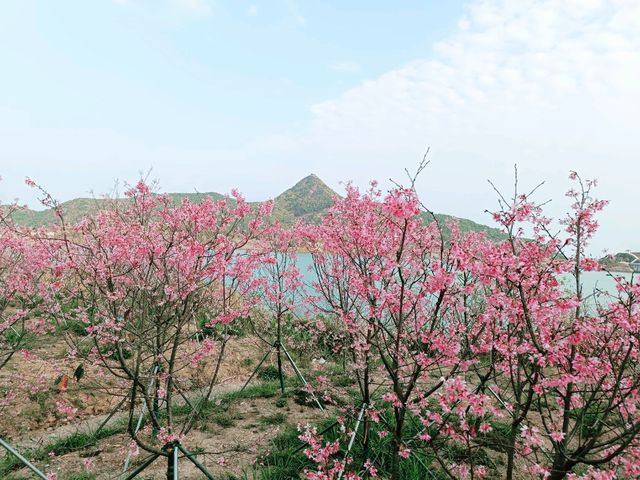 深圳鹽田綠道春日遊：梅沙尖