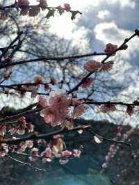 【埼玉×越生梅林】関東三大梅林のひとつ  幸せを招く福寿草も・・