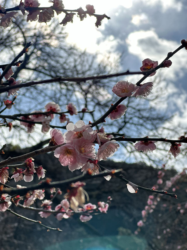 【埼玉×越生梅林】関東三大梅林のひとつ  幸せを招く福寿草も・・