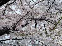 🌸 **寶塚櫻花之道遊覽櫻花觀賞分享** 🌸