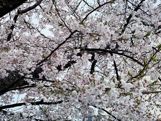 🌸 **寶塚櫻花之道遊覽櫻花觀賞分享** 🌸