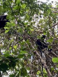 Discover Springs Wonders - Penang National Park Hike