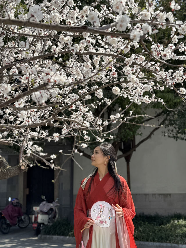 A Serendipitous Bloom: Cherry Blossoms at Nanxun Ancient Town East Gate