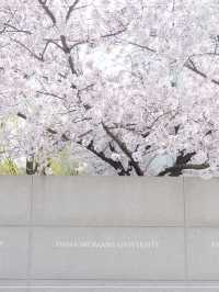 Chasing Sakura at Ehwa Women’s University 