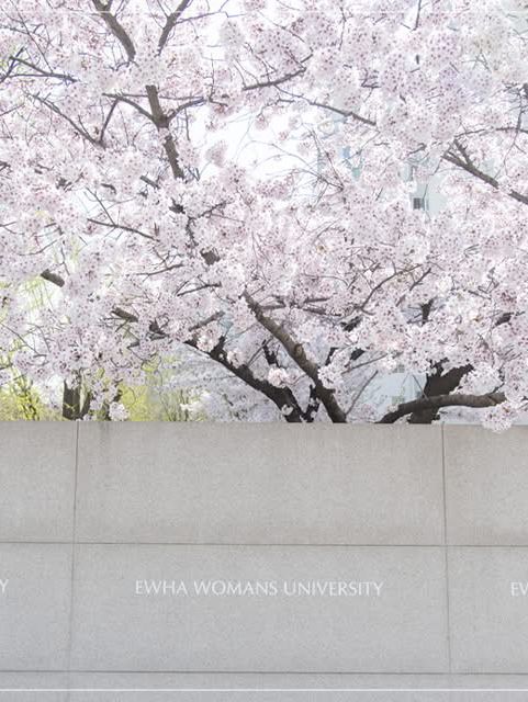 Chasing Sakura at Ehwa Women’s University 