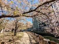 福岡-天神中央公園，河岸吉野櫻綻放美如畫！