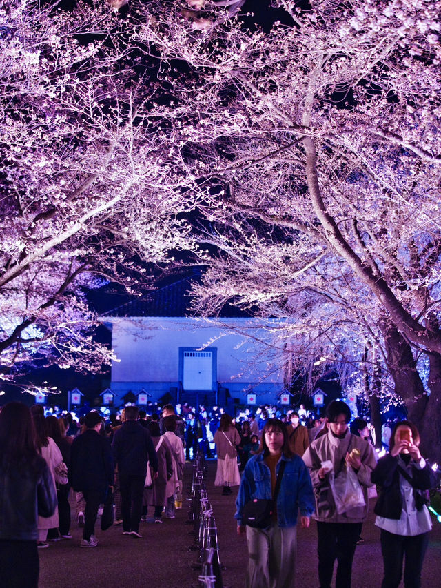 【新潟】行かなきゃ損‼️日本三大夜桜の１つ✨夜桜が水面に浮かぶ幻想世界🌸