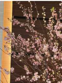 Spring Vibes at Conrad Tokyo: A Sakura Wonderland🌸