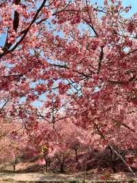 Best place for cherry blossom bloom in Taichung 💐🌸