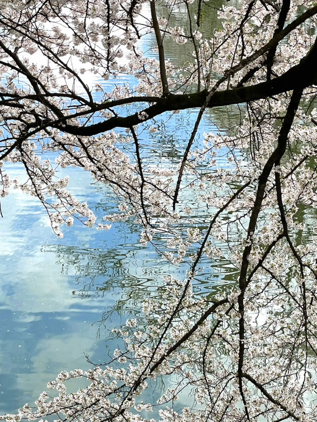 【山形×春旅】 お堀に映し出される桜が幻想的🥰