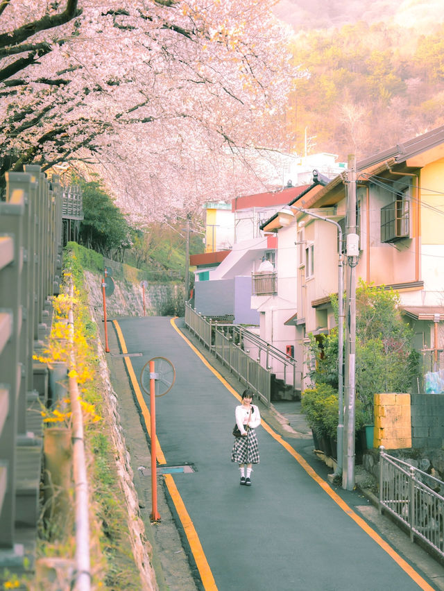지브리 애니에서 나온거 같은 벚꽃명소..🌸🤎🌸