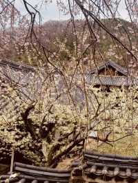 Spring's Historical Bloom: Uam Park's Cultural Cherry Blossom Experience