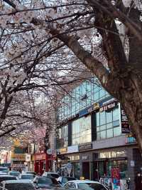 Mokcheok Park: A Neighborhood Gem for Cherry Blossom Beauty