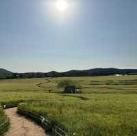 【コチャン】🇰🇷 麦の国ハグォン農場