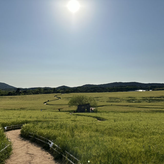 【コチャン】🇰🇷 麦の国ハグォン農場