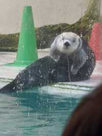 三重｜集合動物明星們 全日本最萌的鳥羽水族館