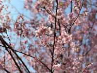 🌸** 浪漫櫻花的隱秘樂園**🌸