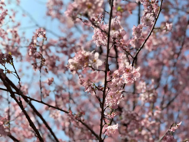 🌸** 浪漫櫻花的隱秘樂園**🌸