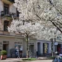 🌸 & Bliss at Idaplatz!Sakura Dreams in the Heart of the City
